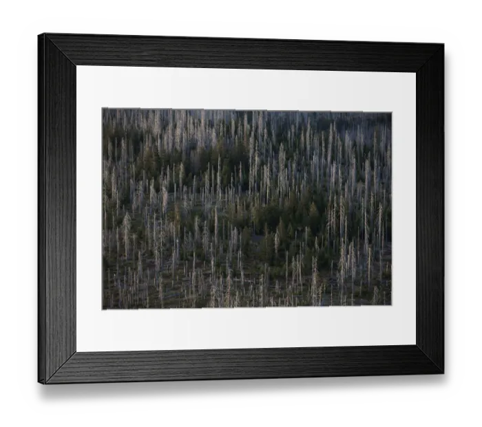 Framed Print : Forest dieback on Mt Lusen, Bavarian Forest, Bavaria, Germany, Europe Framed Print : Forest dieback on Mt Lusen, Bavarian Forest, Bavaria, Germany, Europe