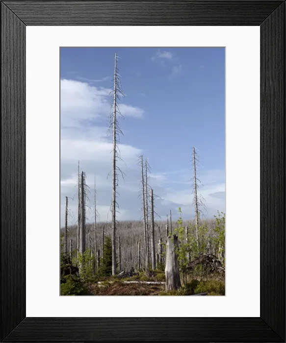 Framed Print : Forest dieback at Mt Lusen, Bavarian Forest, Bavaria, Germany, Europe Framed Print : Forest dieback at Mt Lusen, Bavarian Forest, Bavaria, Germany, Europe
