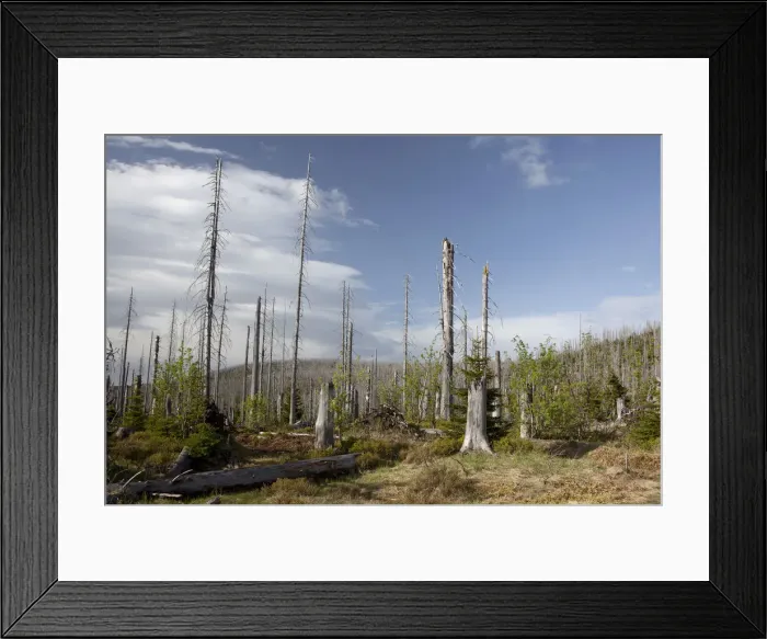 Framed Print : Forest dieback at Mt Lusen, Bavarian Forest, Bavaria, Germany, Europe Framed Print : Forest dieback at Mt Lusen, Bavarian Forest, Bavaria, Germany, Europe