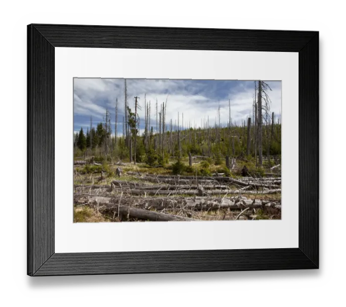 Framed Print : Forest dieback near Siebensteinkopf Mountain in the Bavarian Forest, Bavaria, Germany, Europe, PublicGround