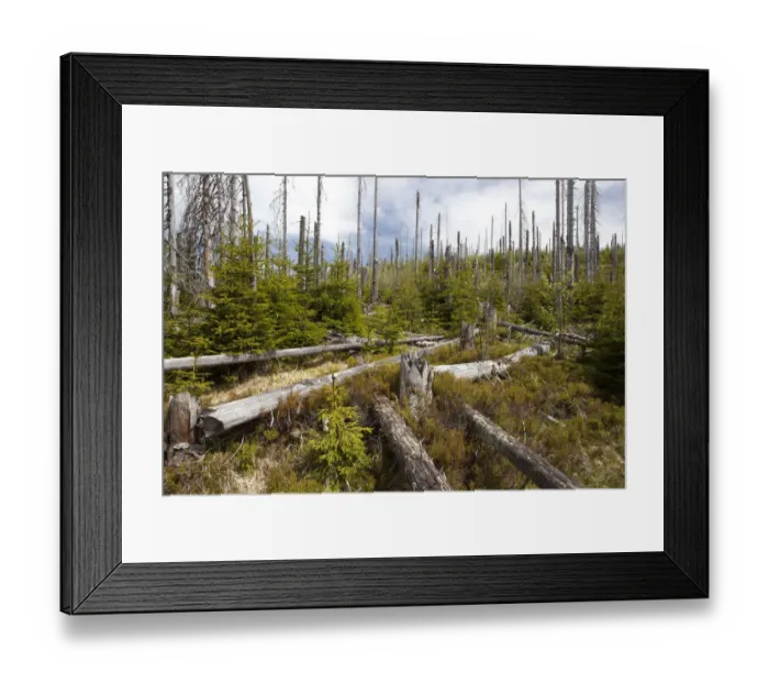 Framed Print : Forest dieback near Siebensteinkopf Mountain in the Bavarian Forest, Bavaria, Germany, Europe, PublicGround Framed Print : Forest dieback near Siebensteinkopf Mountain in the Bavarian Forest, Bavaria, Germany, Europe, PublicGround