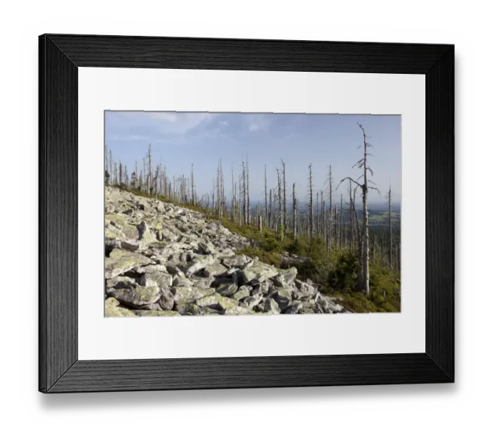 Framed Print : Evening mood on the summit of Lusen Mountain with forest dieback, Bavarian Forest, Bavaria, Germany, Europe, PublicGround Framed Print : Evening mood on the summit of Lusen Mountain with forest dieback, Bavarian Forest, Bavaria, Germany, Europe, PublicGround