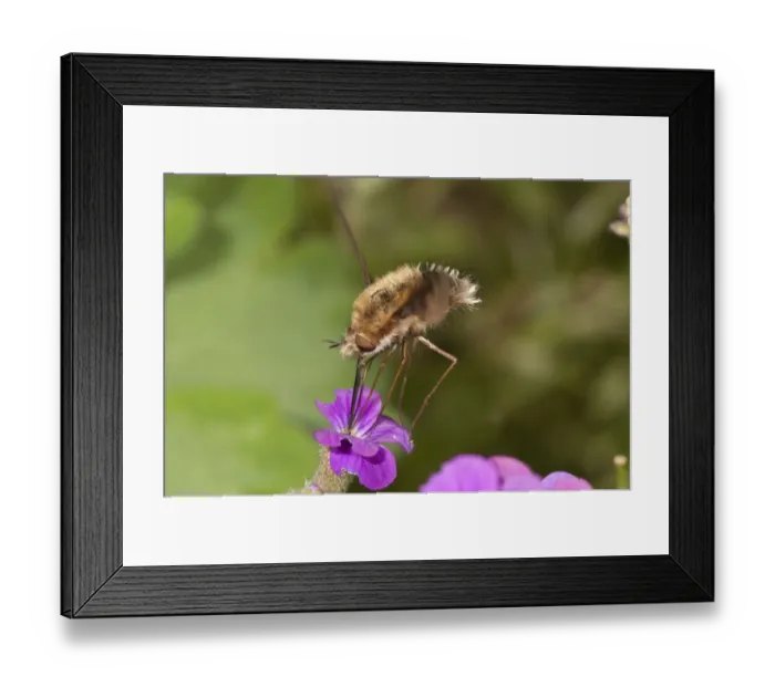 Framed Print : Large bee fly -Bombylius major- sucking nectar from an aubrieta -Aubrieta- Untergroeningen, Baden-Wuerttemberg, Germany, Europe
