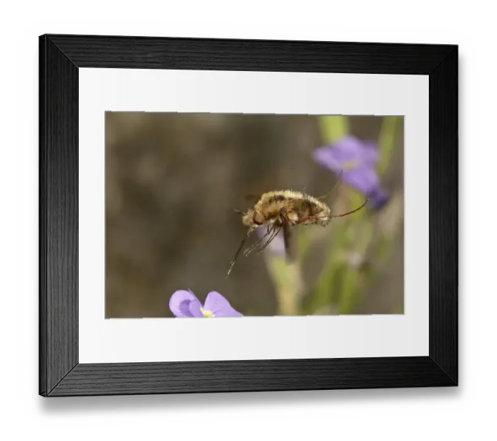 Framed Print : Large bee fly -Bombylius major- approaching an aubrieta -Aubrieta-, Untergroeningen, Baden-Wuerttemberg, Germany, Europe Framed Print : Large bee fly -Bombylius major- approaching an aubrieta -Aubrieta-, Untergroeningen, Baden-Wuerttemberg, Germany, Europe