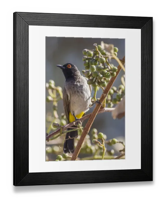 Framed Print : African red-eyed bulbul -Pycnonotus nigricans-, Etosha National Park, Namibia, Africa Framed Print : African red-eyed bulbul -Pycnonotus nigricans-, Etosha National Park, Namibia, Africa