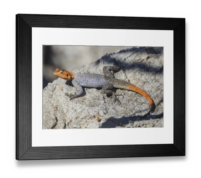 Framed Print : Rock agame -Agama planiceps-, male, Etosha National Park, Namibia, Africa