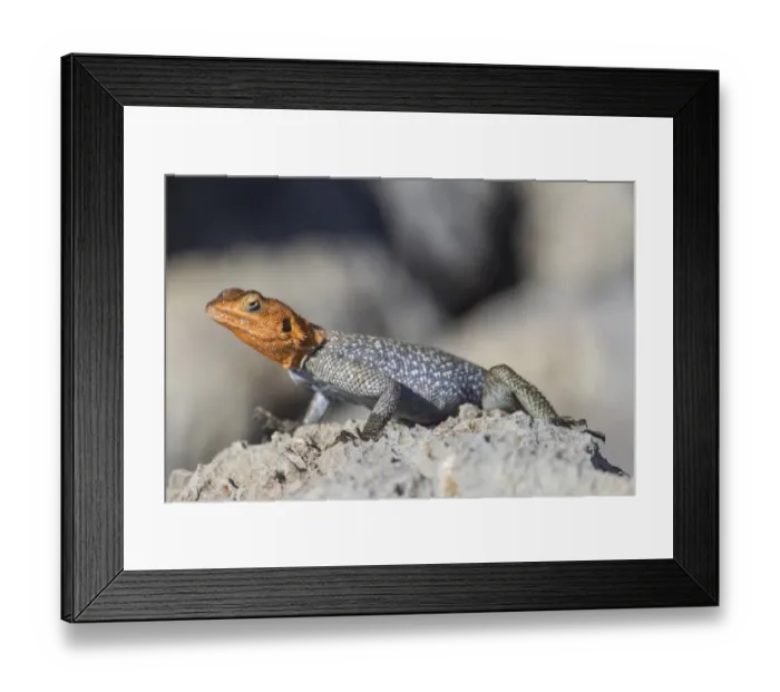 Framed Print : Rock agame -Agama planiceps-, male, Etosha National Park, Namibia, Africa Framed Print : Rock agame -Agama planiceps-, male, Etosha National Park, Namibia, Africa