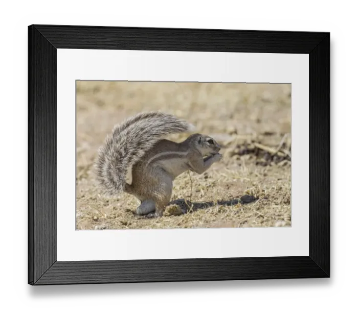 Framed Print : Cape ground squirrel -Xerus inauris-, Etosha National Park, Namibia, Africa Framed Print : Cape ground squirrel -Xerus inauris-, Etosha National Park, Namibia, Africa