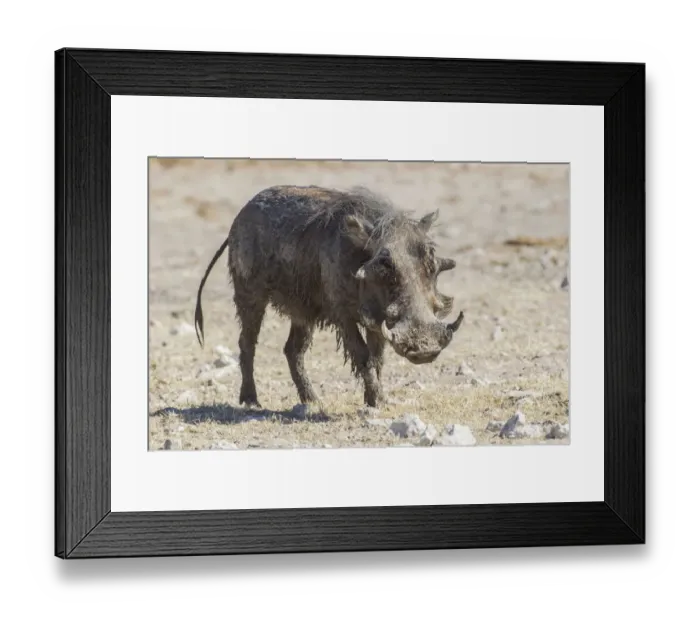 Framed Print : Warthog -Phacochoerus aethiopicus-, Etosha National Park, Namibia, Africa Framed Print : Warthog -Phacochoerus aethiopicus-, Etosha National Park, Namibia, Africa