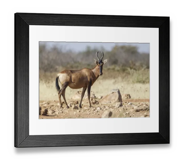 Framed Print : Hartebeest -Alcelaphus buselaphus-, Etosha National Park, Namibia, Africa Framed Print : Hartebeest -Alcelaphus buselaphus-, Etosha National Park, Namibia, Africa