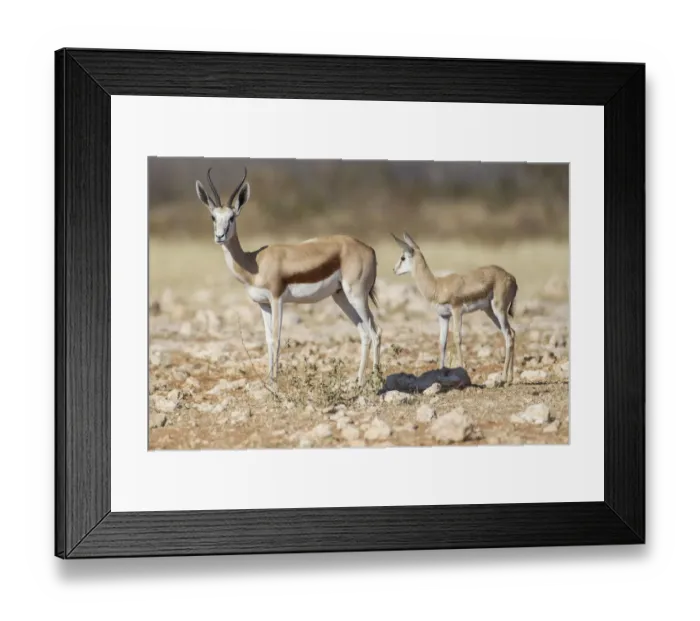 Framed Print : Springbok -Antidorcas marsupialis- and young, Etosha National Park, Namibia, Africa Framed Print : Springbok -Antidorcas marsupialis- and young, Etosha National Park, Namibia, Africa