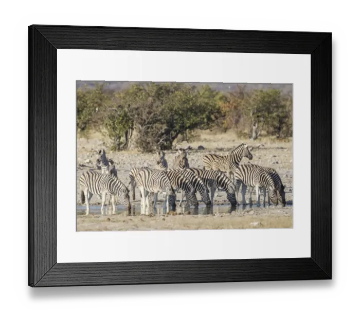 Framed Print : Burchells zebras -Equus quagga-, Etosha National Park, Namibia, Africa Framed Print : Burchells zebras -Equus quagga-, Etosha National Park, Namibia, Africa
