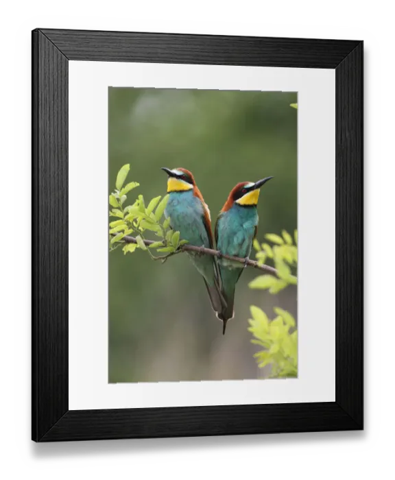 Framed Print : Two bee-eaters -Merops apiaster-, Hungary, Europe Framed Print : Two bee-eaters -Merops apiaster-, Hungary, Europe