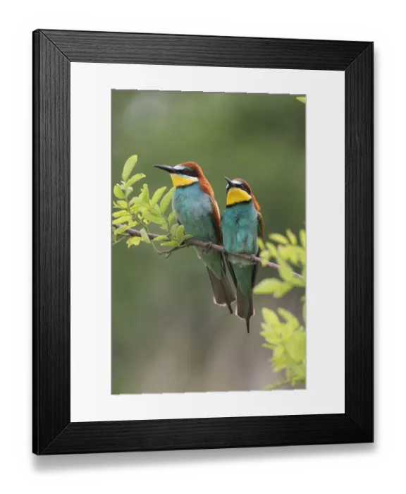 Framed Print : Two bee-eaters -Merops apiaster-, Hungary, Europe