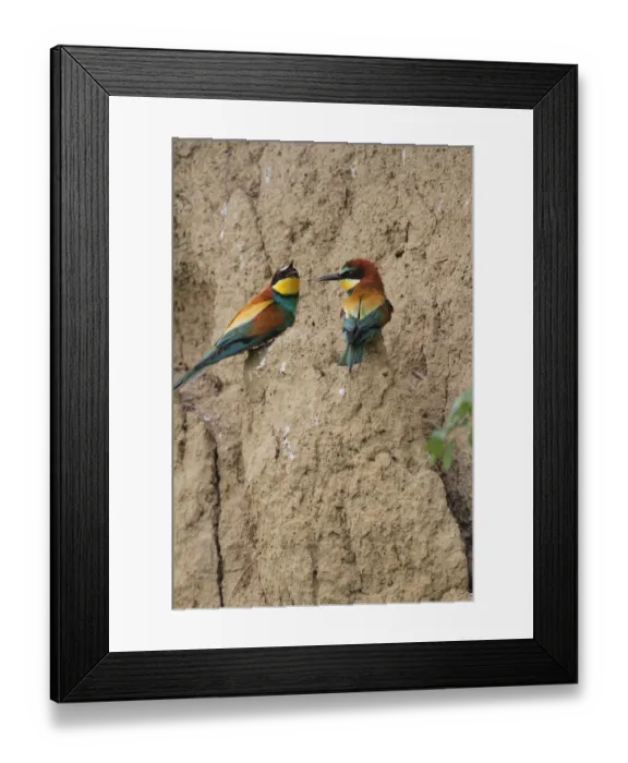 Framed Print : Two bee-eaters -Merops apiaster-, on a breeding wall, Hungary, Europe