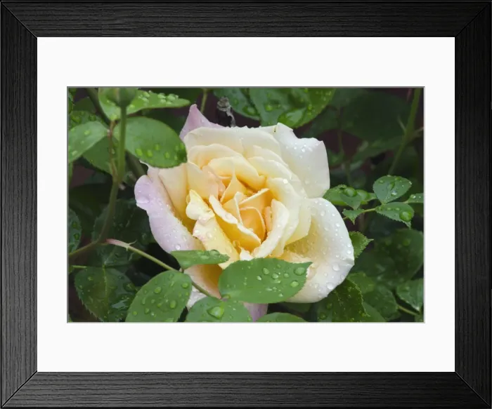 Framed Print : Shrub rose -Rosa-, Bavaria, Germany, Europe Framed Print : Shrub rose -Rosa-, Bavaria, Germany, Europe