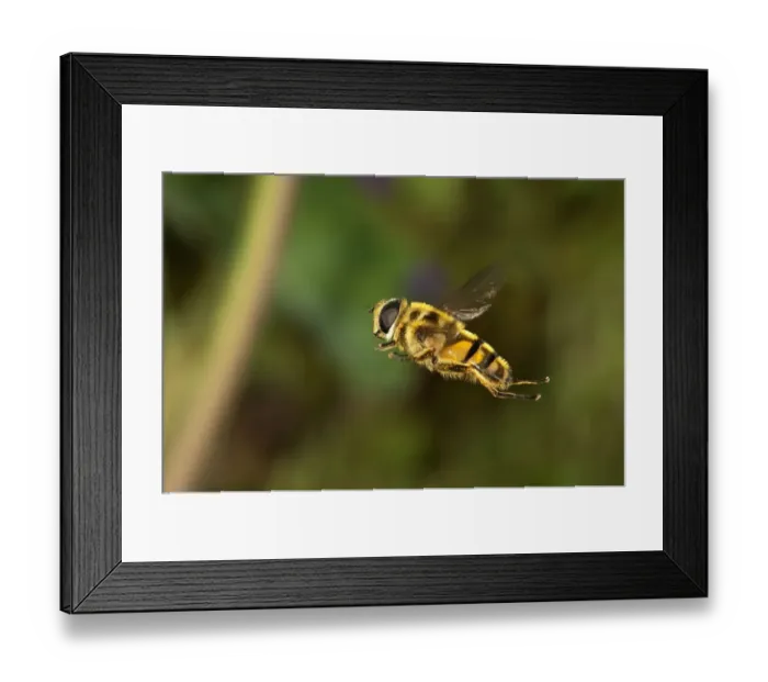 Framed Print : Hoverfly -Myathropa florea-, female, Untergroeningen, Baden-Wuerttemberg, Germany, Europe Framed Print : Hoverfly -Myathropa florea-, female, Untergroeningen, Baden-Wuerttemberg, Germany, Europe
