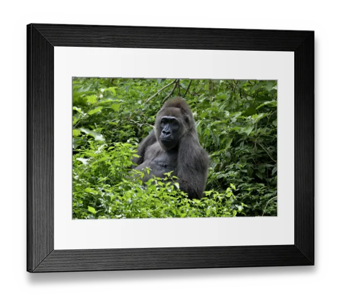 Framed Print : Western Lowland Gorilla -Gorilla gorilla-, Cameroon, Central Africa, Africa Framed Print : Western Lowland Gorilla -Gorilla gorilla-, Cameroon, Central Africa, Africa