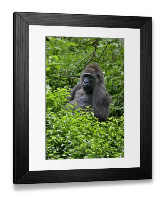 Framed Print : Western Lowland Gorilla -Gorilla gorilla-, Cameroon, Central Africa, Africa Framed Print : Western Lowland Gorilla -Gorilla gorilla-, Cameroon, Central Africa, Africa