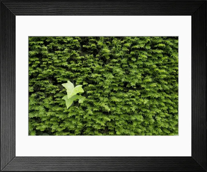 Framed Print : Yew -Taxus sp. - hedge and Ivy leaves Framed Print : Yew -Taxus sp. - hedge and Ivy leaves