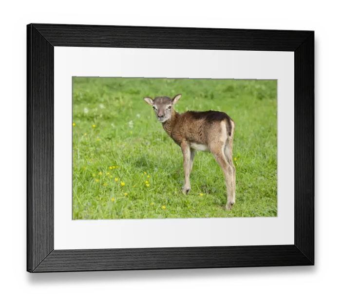 Framed Print : European Mouflon -Ovis ammon Musimon-, lamb, Thuringia, Germany