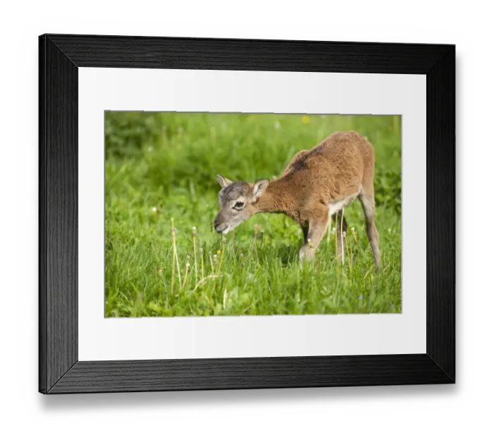 Framed Print : European Mouflon -Ovis ammon Musimon-, lamb, Thuringia, Germany Framed Print : European Mouflon -Ovis ammon Musimon-, lamb, Thuringia, Germany