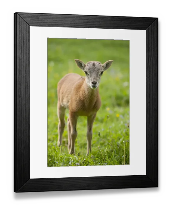 Framed Print : European Mouflon -Ovis ammon Musimon-, lamb, Thuringia, Germany Framed Print : European Mouflon -Ovis ammon Musimon-, lamb, Thuringia, Germany