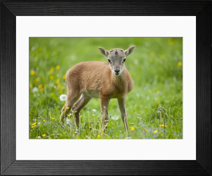 Framed Print : European Mouflon -Ovis ammon Musimon-, lamb, Thuringia, Germany Framed Print : European Mouflon -Ovis ammon Musimon-, lamb, Thuringia, Germany
