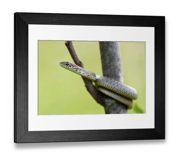 Framed Print : Juvenile Caspian Whip Snake (Dolichophis caspius) Framed Print : Juvenile Caspian Whip Snake (Dolichophis caspius)