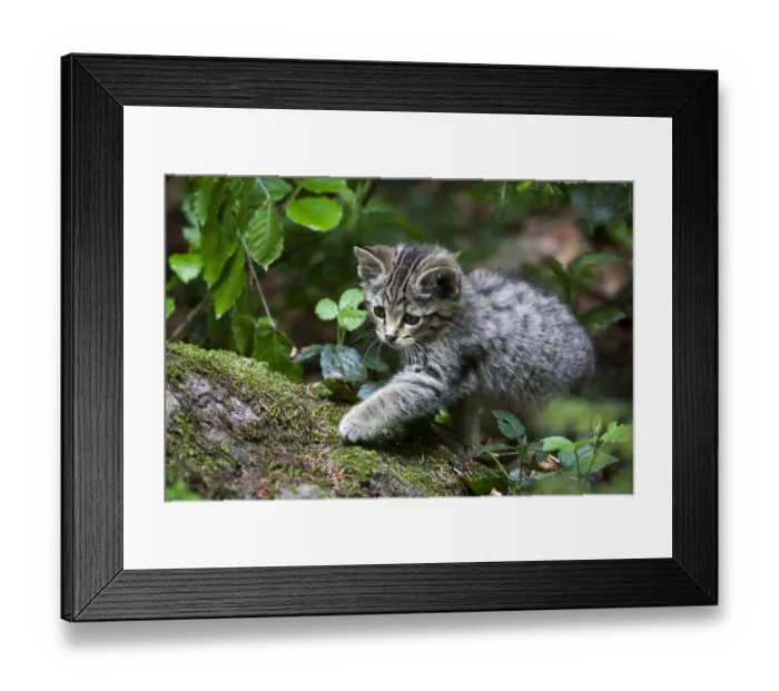 Framed Print : Young wildcat -Felis silvestris-, Neuschoenau outdoor animal enclosure, Bavarian Forest, Bavaria, Germany, Europe, PublicGround