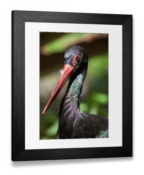 Framed Print : Black stork -Ciconia nigra-, Neuschoenau outdoor animal enclosure, Bavarian Forest, Bavaria, Germany, Europe, PublicGround Framed Print : Black stork -Ciconia nigra-, Neuschoenau outdoor animal enclosure, Bavarian Forest, Bavaria, Germany, Europe, PublicGround