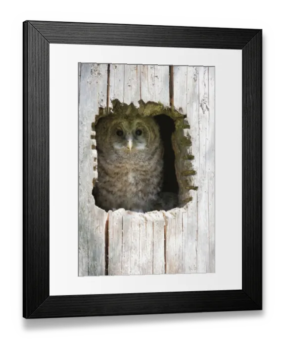 Framed Print : Juvenile Ural Owl -Strix uralensis-, Neuschoenau outdoor animal enclosure, Bavarian Forest, Bavaria, Germany, Europe, PublicGround Framed Print : Juvenile Ural Owl -Strix uralensis-, Neuschoenau outdoor animal enclosure, Bavarian Forest, Bavaria, Germany, Europe, PublicGround