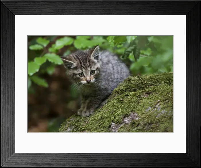 Framed Print : Young wildcat -Felis silvestris-, Neuschoenau outdoor animal enclosure, Bavarian Forest, Bavaria, Germany, Europe, PublicGround Framed Print : Young wildcat -Felis silvestris-, Neuschoenau outdoor animal enclosure, Bavarian Forest, Bavaria, Germany, Europe, PublicGround