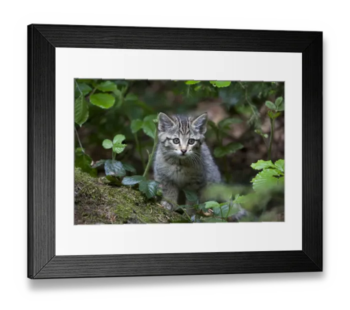 Framed Print : Young wildcat -Felis silvestris-, Neuschoenau outdoor animal enclosure, Bavarian Forest, Bavaria, Germany, Europe, PublicGround Framed Print : Young wildcat -Felis silvestris-, Neuschoenau outdoor animal enclosure, Bavarian Forest, Bavaria, Germany, Europe, PublicGround