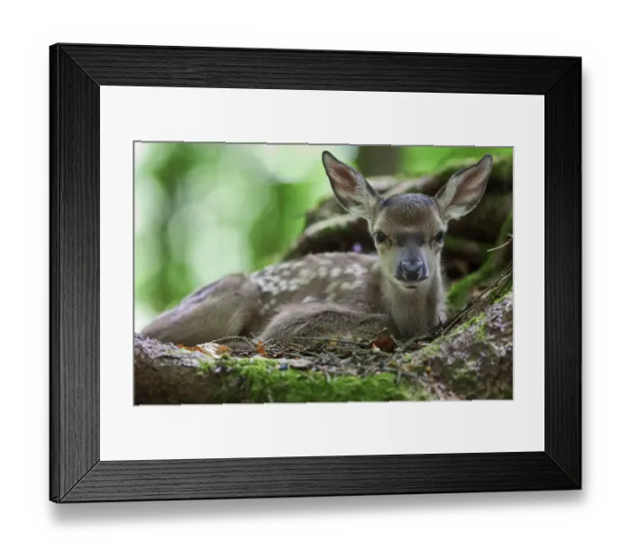 Framed Print : Fallow deer -Dama dama-, fawn, Neuschoenau outdoor animal enclosure, Bavarian Forest, Bavaria, Germany, Europe, PublicGround Framed Print : Fallow deer -Dama dama-, fawn, Neuschoenau outdoor animal enclosure, Bavarian Forest, Bavaria, Germany, Europe, PublicGround