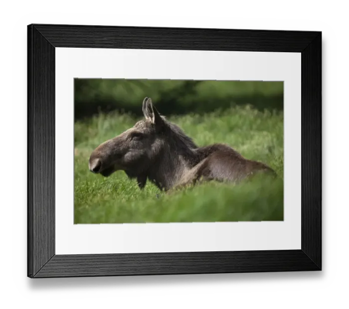 Framed Print : Moose or Eurasian Elk -Alces alces-, cow, Neuschoenau outdoor animal enclosure, Bavarian Forest, Bavaria, Germany, Europe, PublicGround Framed Print : Moose or Eurasian Elk -Alces alces-, cow, Neuschoenau outdoor animal enclosure, Bavarian Forest, Bavaria, Germany, Europe, PublicGround