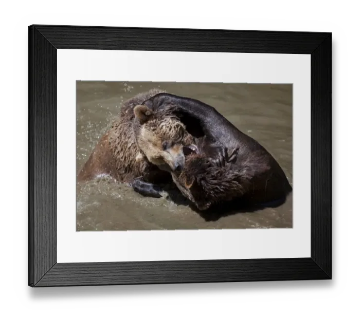 Framed Print : Brown Bears -Ursus arctos-, Neuschoenau wildlife enclosure, Bavarian Forest, Bavaria, Germany, Europe, PublicGround Framed Print : Brown Bears -Ursus arctos-, Neuschoenau wildlife enclosure, Bavarian Forest, Bavaria, Germany, Europe, PublicGround