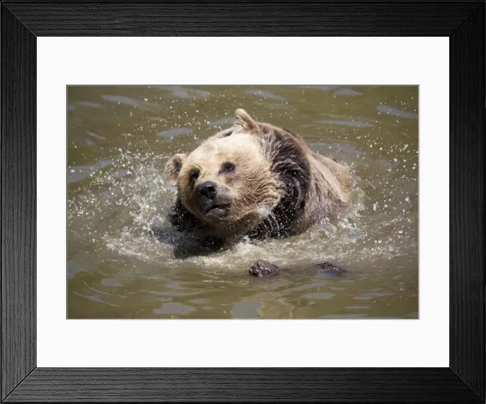 Framed Print : Brown Bear -Ursus arctos-, Neuschoenau wildlife enclosure, Bavarian Forest, Bavaria, Germany, Europe, PublicGround Framed Print : Brown Bear -Ursus arctos-, Neuschoenau wildlife enclosure, Bavarian Forest, Bavaria, Germany, Europe, PublicGround