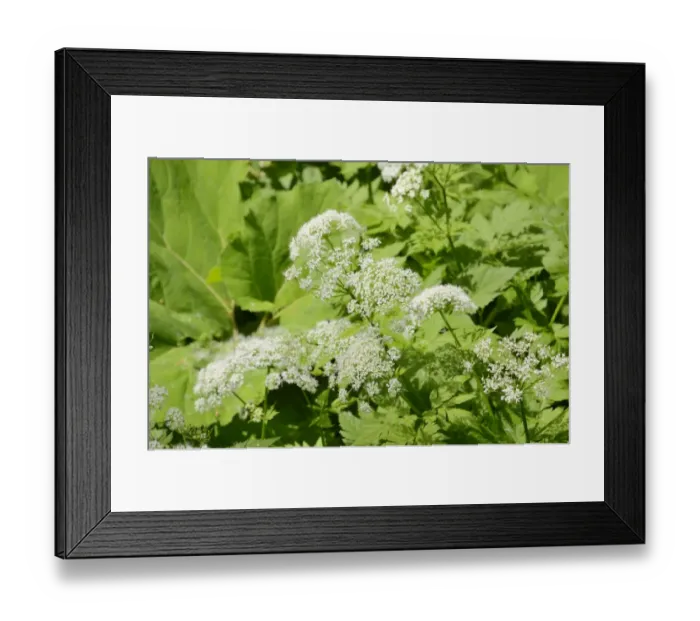 Framed Print : Alpine upland floodplains vegetation with leaves of the Common Butterbur -Petasites hybridus- and flower of Ground Elder or Goutweed -Aegopodium podagraria-, Bavaria, Germany, Europe Framed Print : Alpine upland floodplains vegetation with leaves of the Common Butterbur -Petasites hybridus- and flower of Ground Elder or Goutweed -Aegopodium podagraria-, Bavaria, Germany, Europe