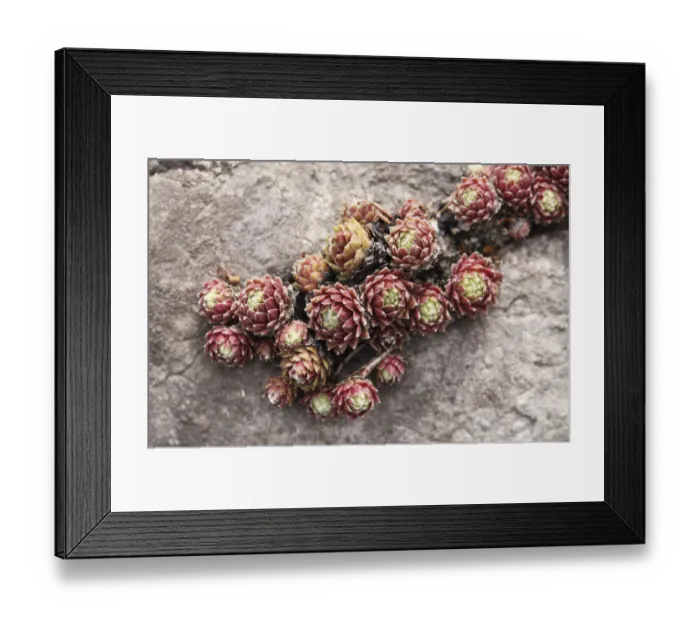 Framed Print : Beard of Jupiter -Jovibarba hirta-, Styria, Austria, Europe Framed Print : Beard of Jupiter -Jovibarba hirta-, Styria, Austria, Europe