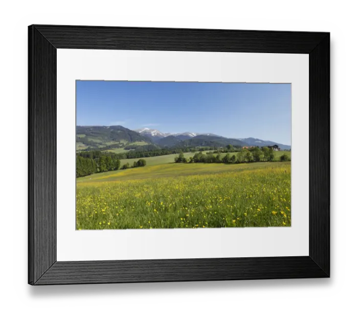 Framed Print : Flower meadow near Seckau, Seckauer Alps, Upper Styria, Styria, Austria, Europe Framed Print : Flower meadow near Seckau, Seckauer Alps, Upper Styria, Styria, Austria, Europe