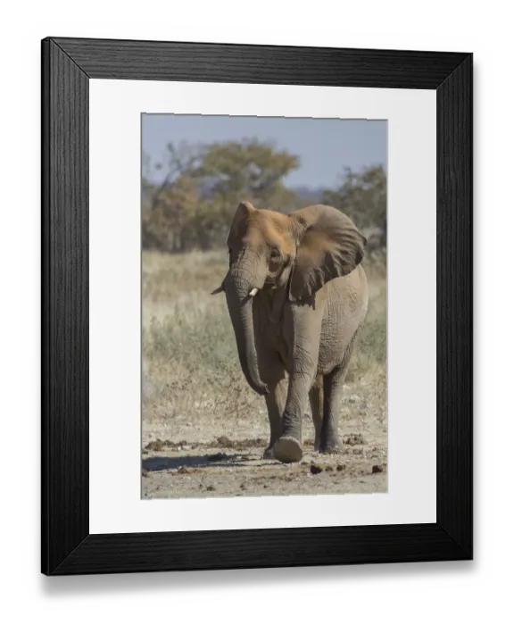 Framed Print : African elephant -Loxodonta africana-, Etosha National Park, Namibia, Africa Framed Print : African elephant -Loxodonta africana-, Etosha National Park, Namibia, Africa