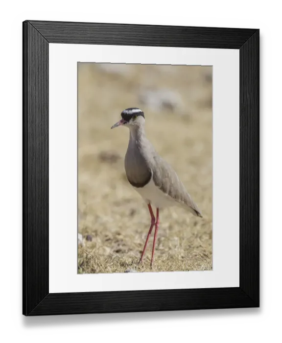 Framed Print : Crowned plover -Vanellus coronatus-, Etosha National Park, Namibia, Africa