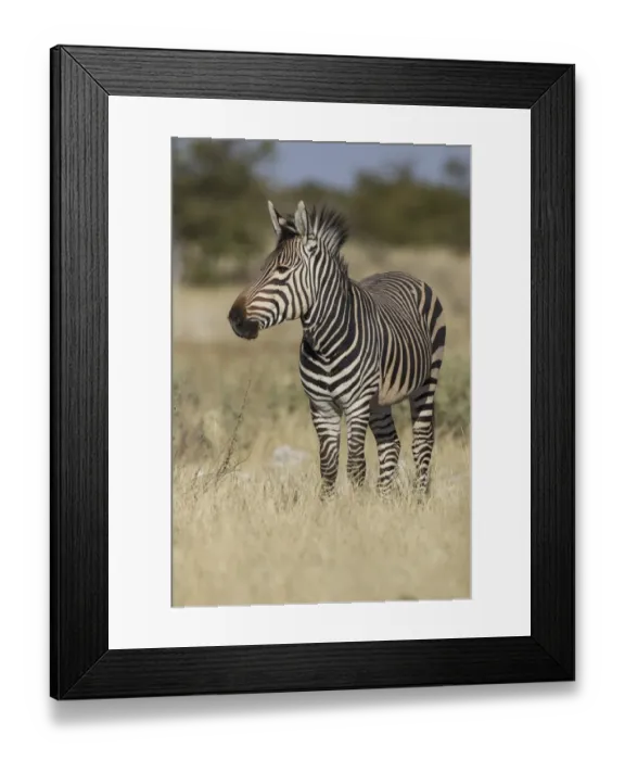 Framed Print : Hartmanns Mountain zebra -Equus zebra hartmannae-, Etosha National Park, Namibia, Africa Framed Print : Hartmanns Mountain zebra -Equus zebra hartmannae-, Etosha National Park, Namibia, Africa