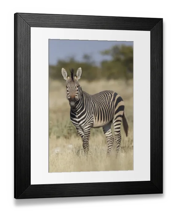 Framed Print : Hartmanns Mountain zebra -Equus zebra hartmannae-, Etosha National Park, Namibia, Africa Framed Print : Hartmanns Mountain zebra -Equus zebra hartmannae-, Etosha National Park, Namibia, Africa