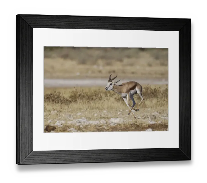 Framed Print : Springbok -Antidorcas marsupialis-, Etosha National Park, Namibia, Africa Framed Print : Springbok -Antidorcas marsupialis-, Etosha National Park, Namibia, Africa