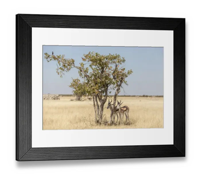 Framed Print : Springboks -Antidorcas marsupialis-, Etosha National Park, Namibia, Africa Framed Print : Springboks -Antidorcas marsupialis-, Etosha National Park, Namibia, Africa