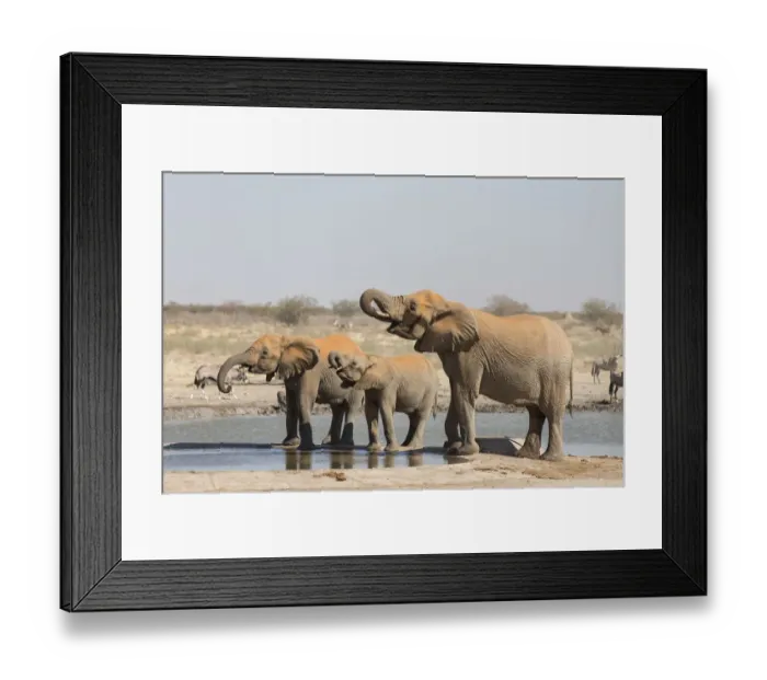 Framed Print : African elephants -Loxodonta africana- at water hole, Etosha National Park, Namibia, Africa Framed Print : African elephants -Loxodonta africana- at water hole, Etosha National Park, Namibia, Africa