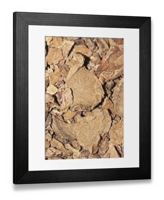 Framed Print : Devils Claw -Harpagophytum procumbens-, medicinal plant, cancer therapy, osteoarthritis therapy, root, dried, medicine, African Framed Print : Devils Claw -Harpagophytum procumbens-, medicinal plant, cancer therapy, osteoarthritis therapy, root, dried, medicine, African