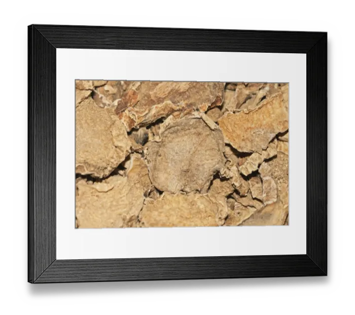 Framed Print : Devils Claw -Harpagophytum procumbens-, medicinal plant, cancer therapy, osteoarthritis therapy, root, dried, medicine, African Framed Print : Devils Claw -Harpagophytum procumbens-, medicinal plant, cancer therapy, osteoarthritis therapy, root, dried, medicine, African